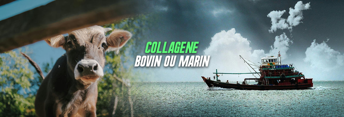 illustration collagène Marin ou Bovin