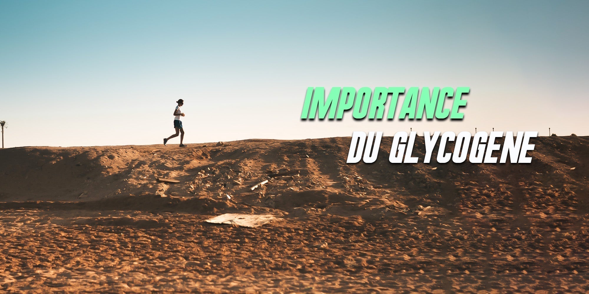 illustration glycogène musculaire
