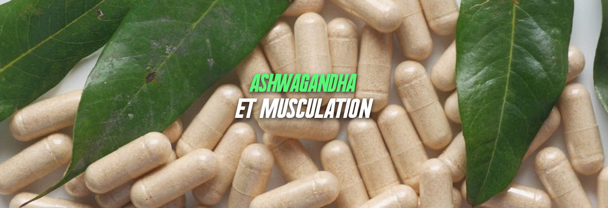 Ashwagandha et musculation