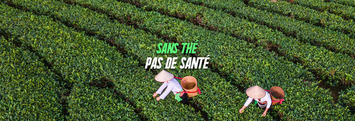 Le thé est-il vraiment bon pour la santé ? Ce que disent les études