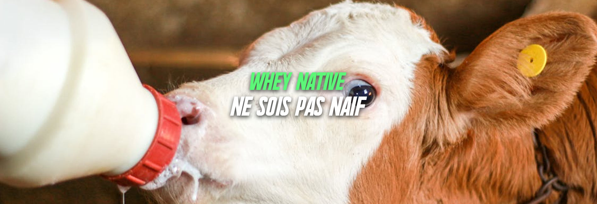 meilleure whey du marché